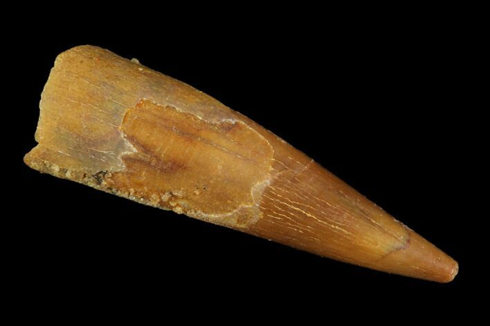 Pterosaur (Siroccopteryx) Tooth - Morocco #94148